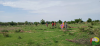 nttoyage site maraicher 2